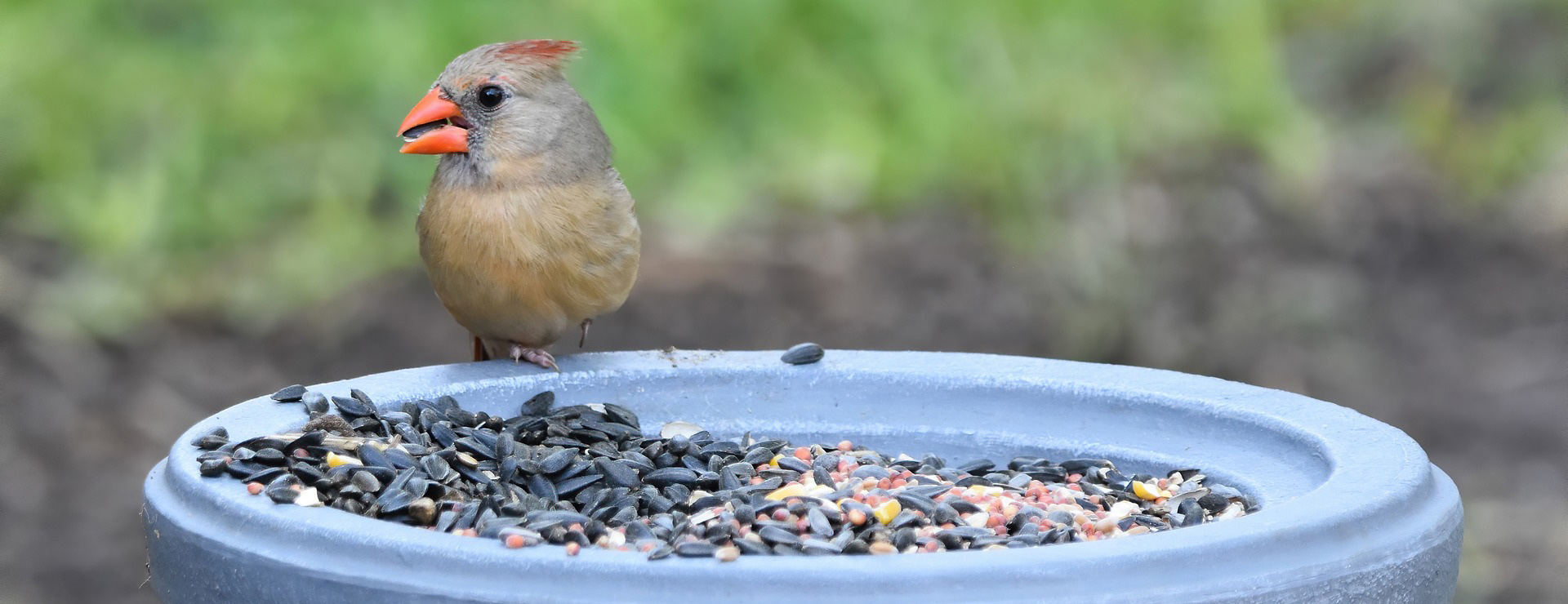 VERSELE-LAGA -VERSELE-LAGA cardinal 9587891 1920